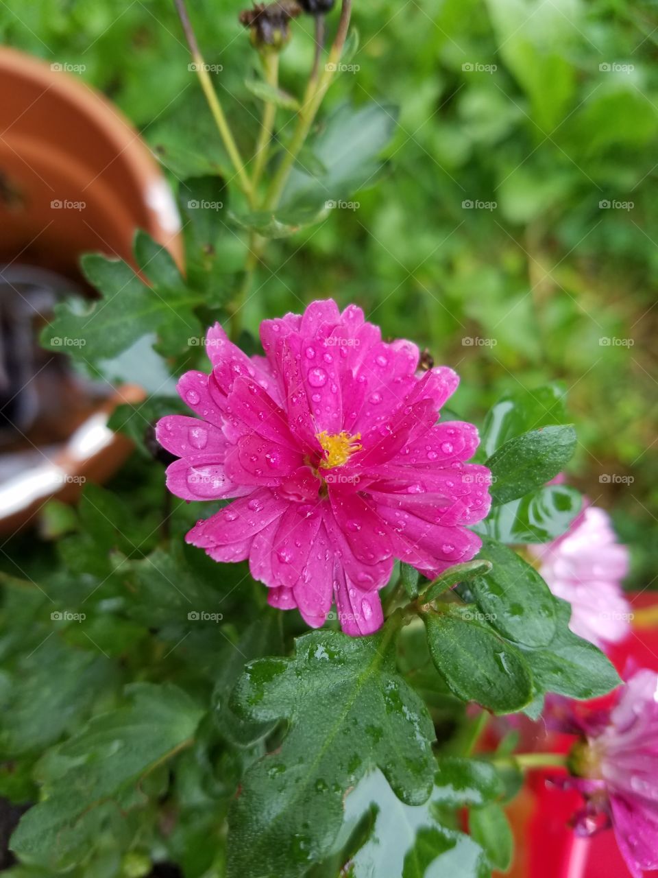 beautiful flower
