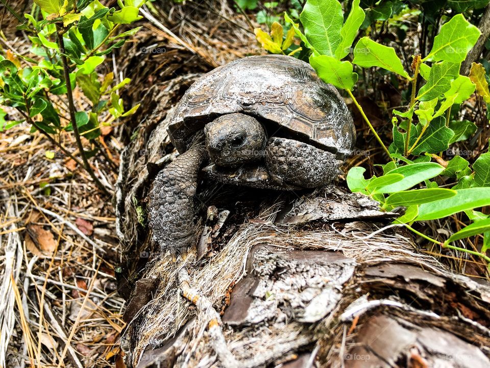 Gopher turtle in a South Florida forest 