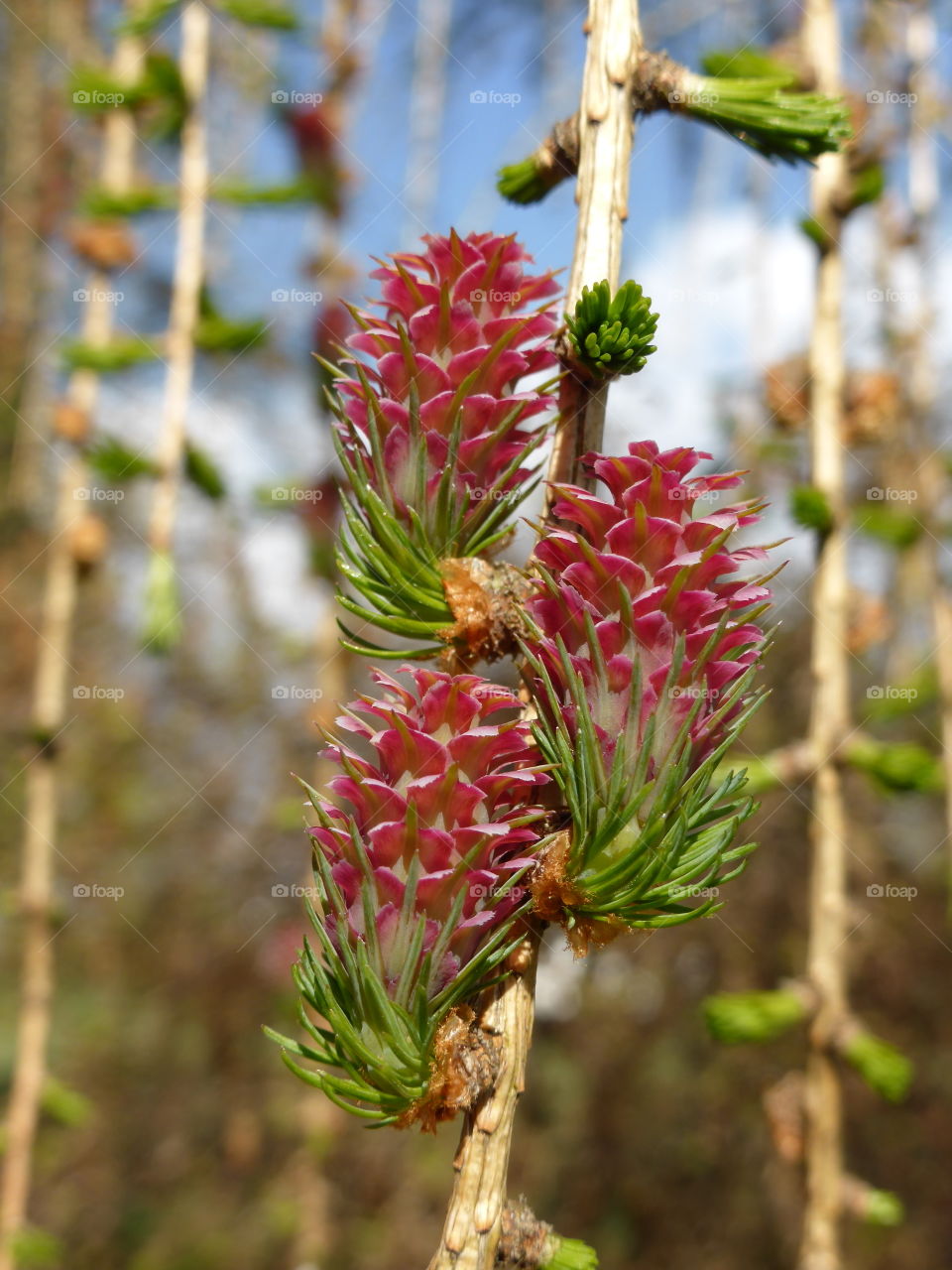 Close-up of larch tree