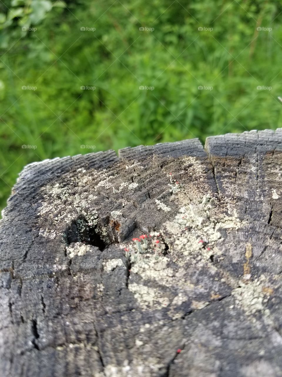 Beautiful little Red fungus growing on a post.