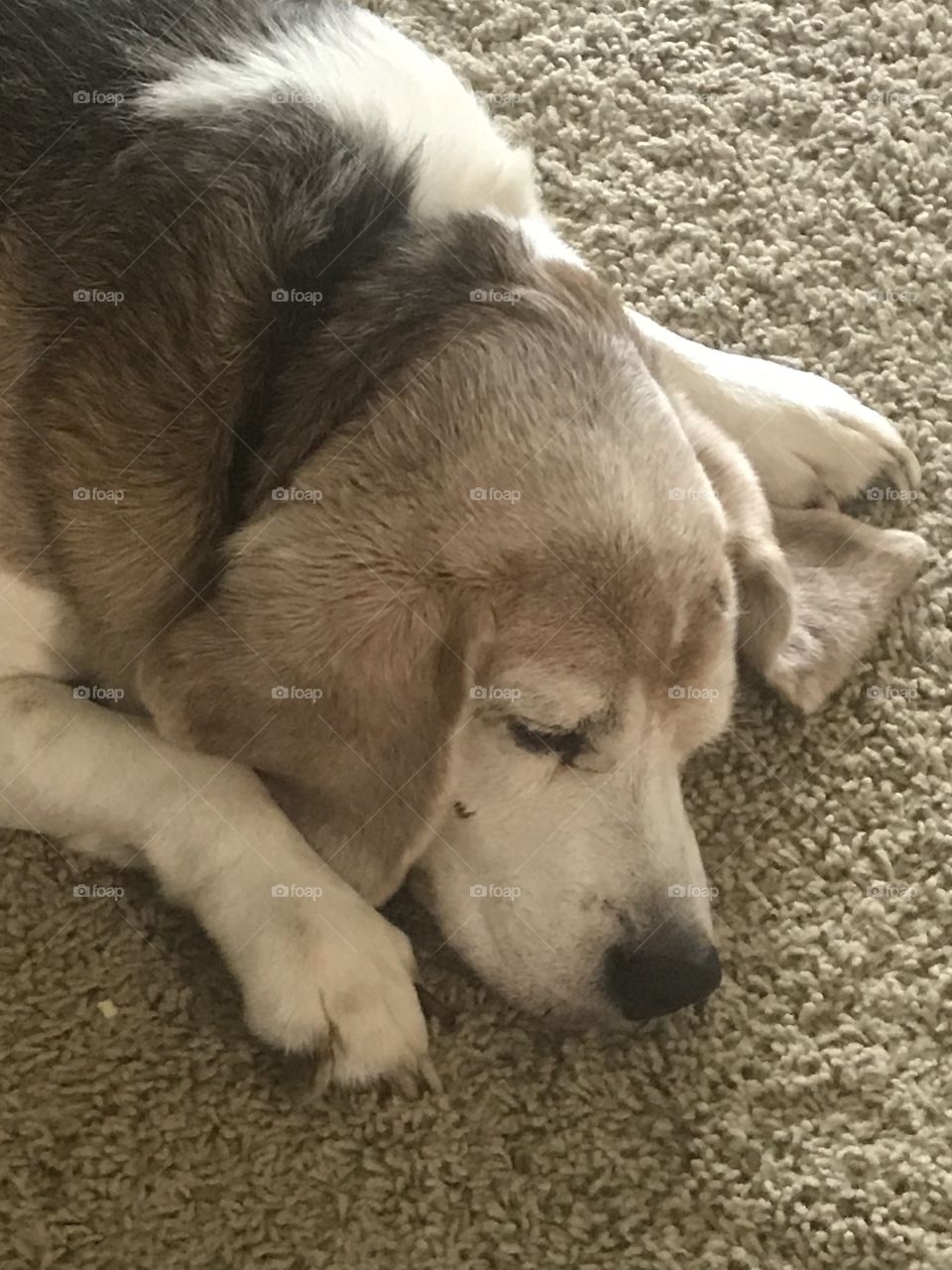 Old pet Beagle close-up. 