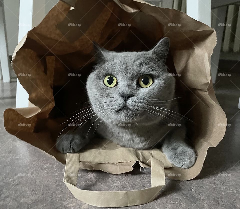 Cats favorite place 😹