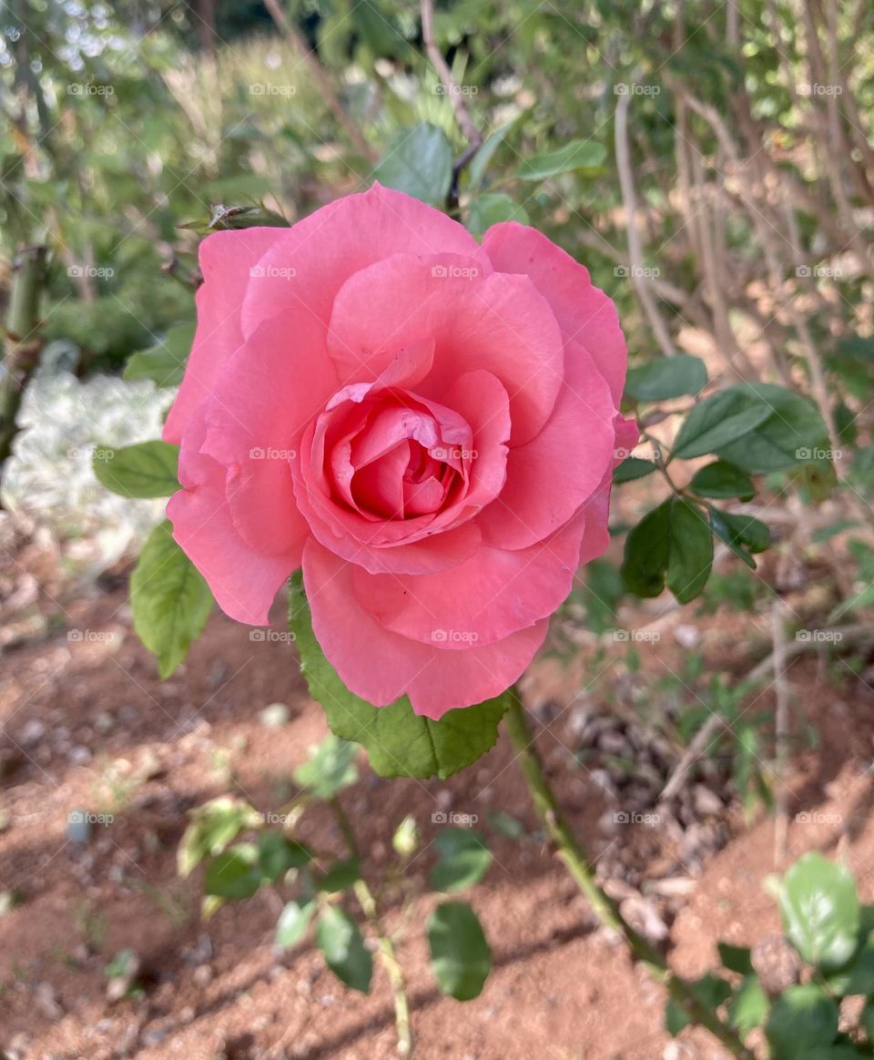 🌹 🇺🇸 Very beautiful flowers to brighten our day.  Live nature and its beauty. Did you like the delicate petals? / 🇧🇷 Flores muito bonitas para alegrar nosso dia. Viva a natureza e sua beleza. Gostaram das pétalas delicadas? 