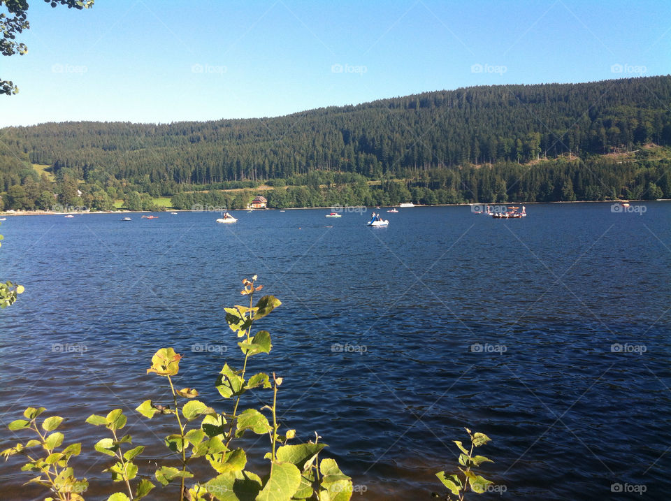 black tree boats trees by nectarb