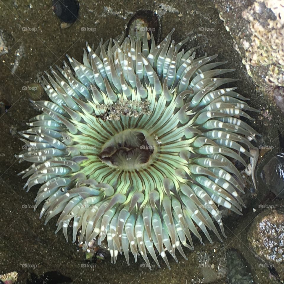 Starburst Anemone