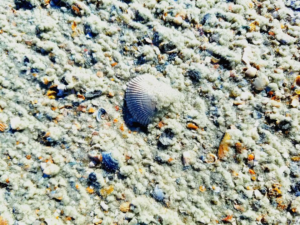 Sea Shells at Tybee Island, Georgia