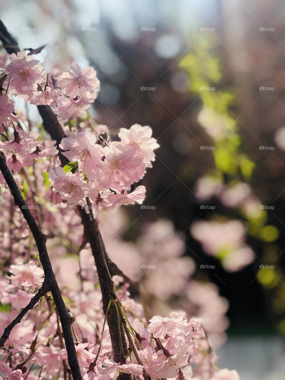Cherry blossoms 