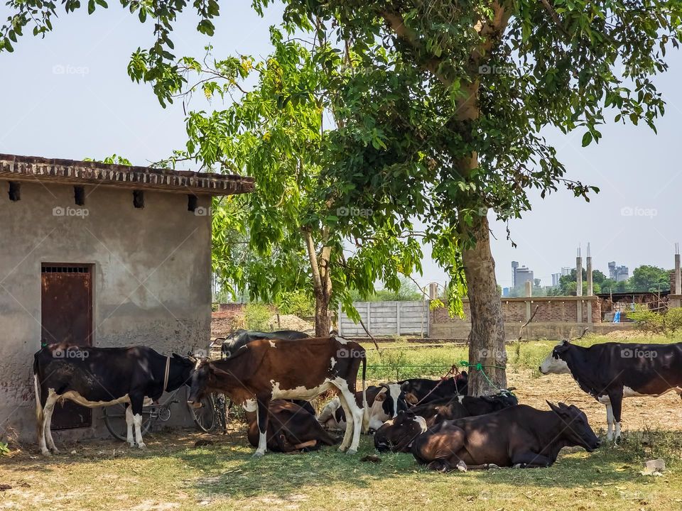 Cows hiding under the trees