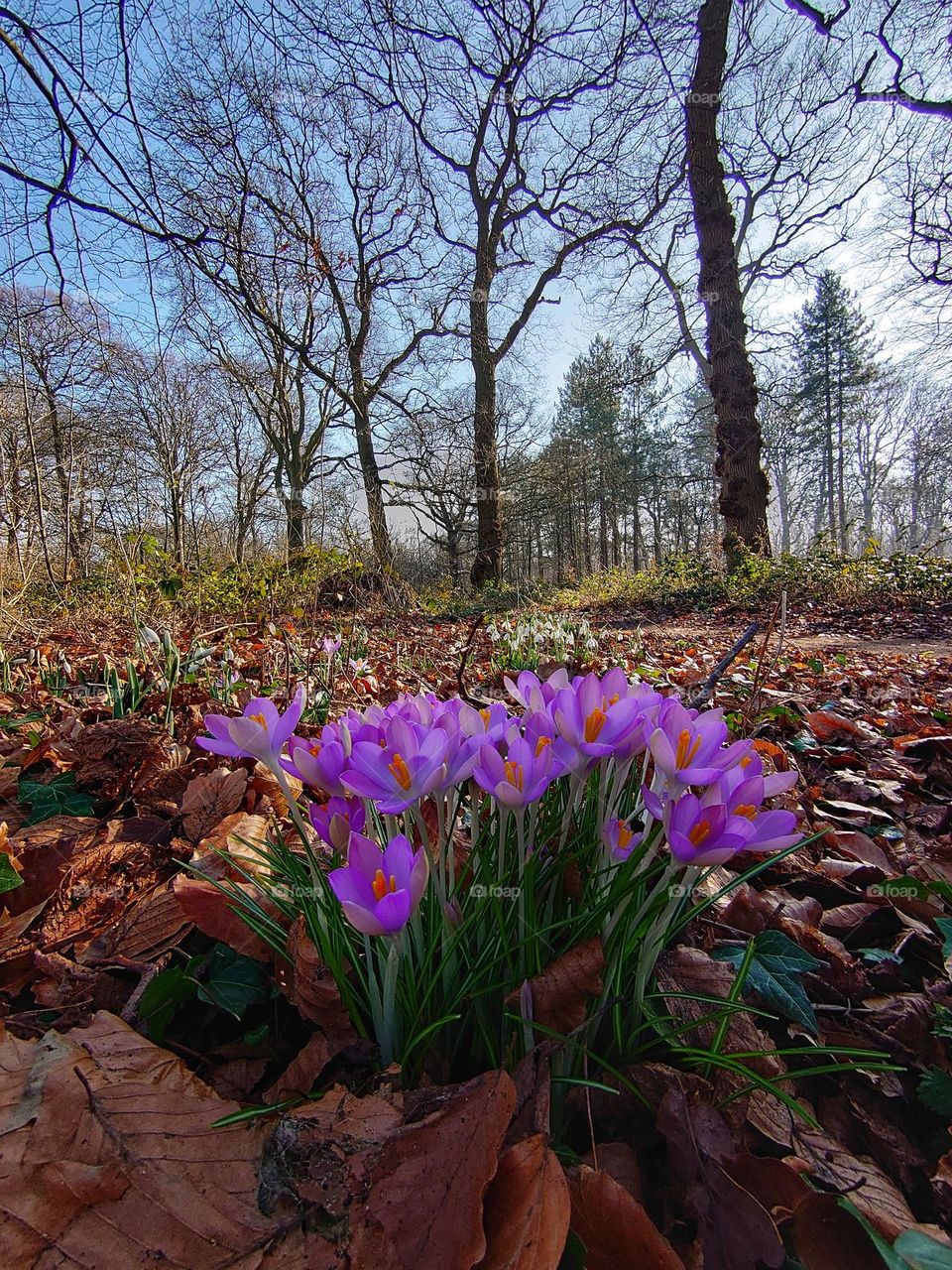 Crocus vieuw