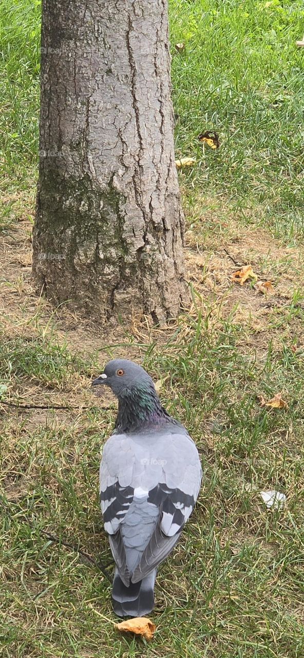 Pigeon