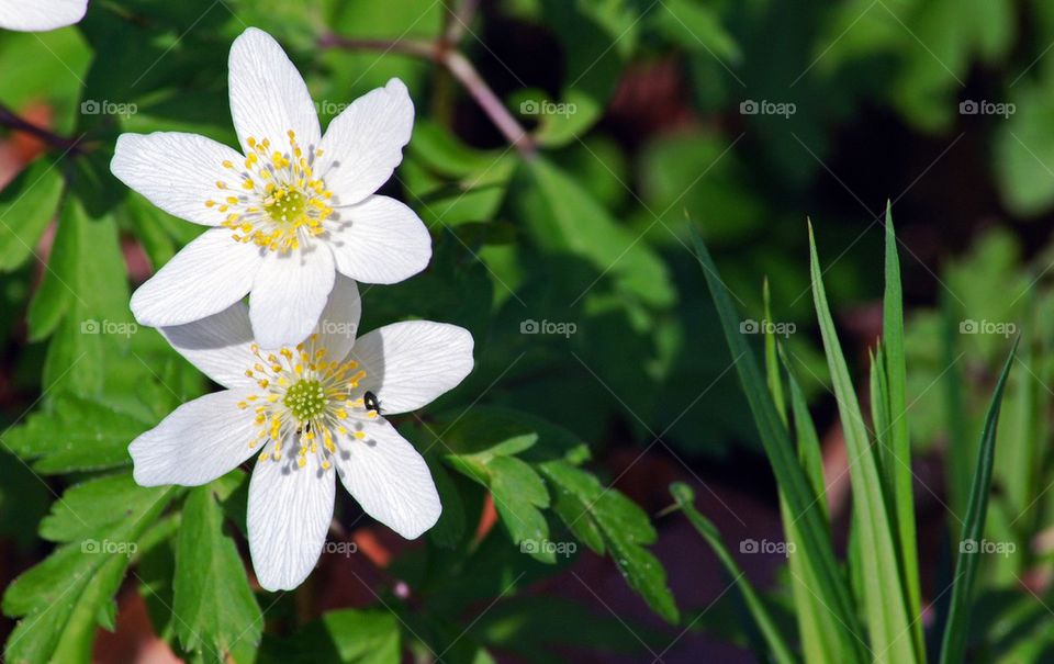 White anemone flower