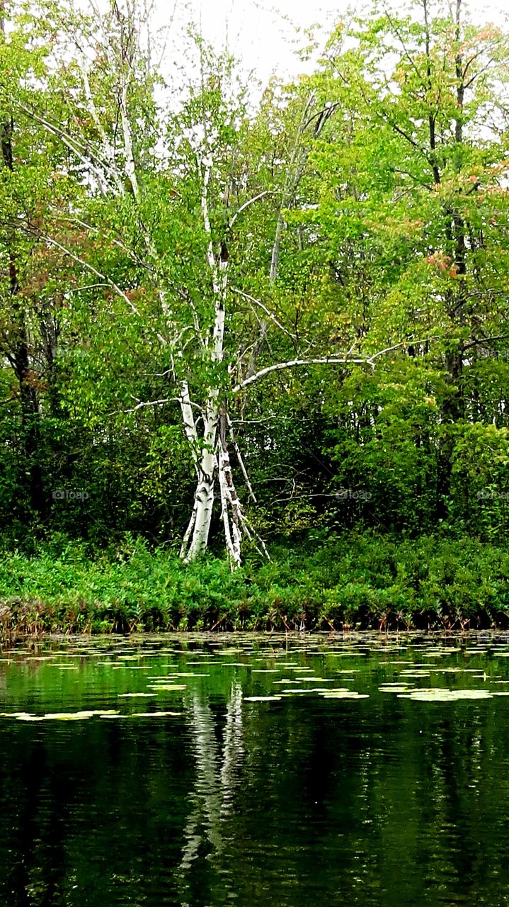 Solitude of Birch Reflection
