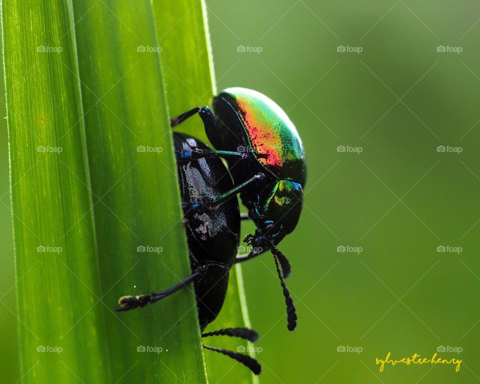 beetle mating moment