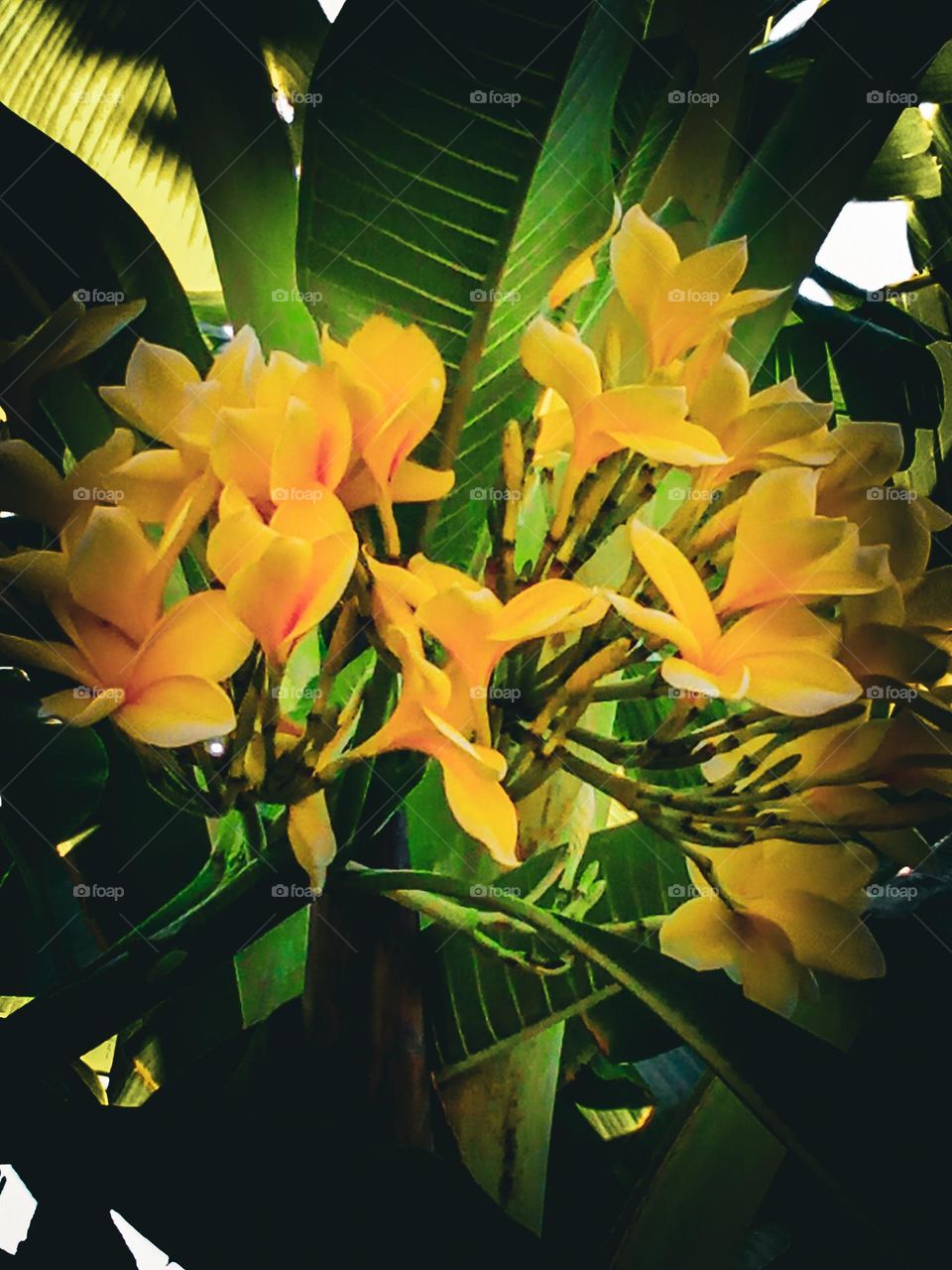 beautiful yellow frangipani flower in flower garden