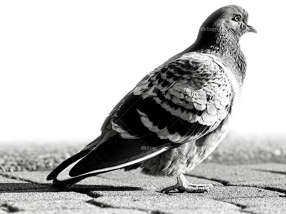 Pigeon 