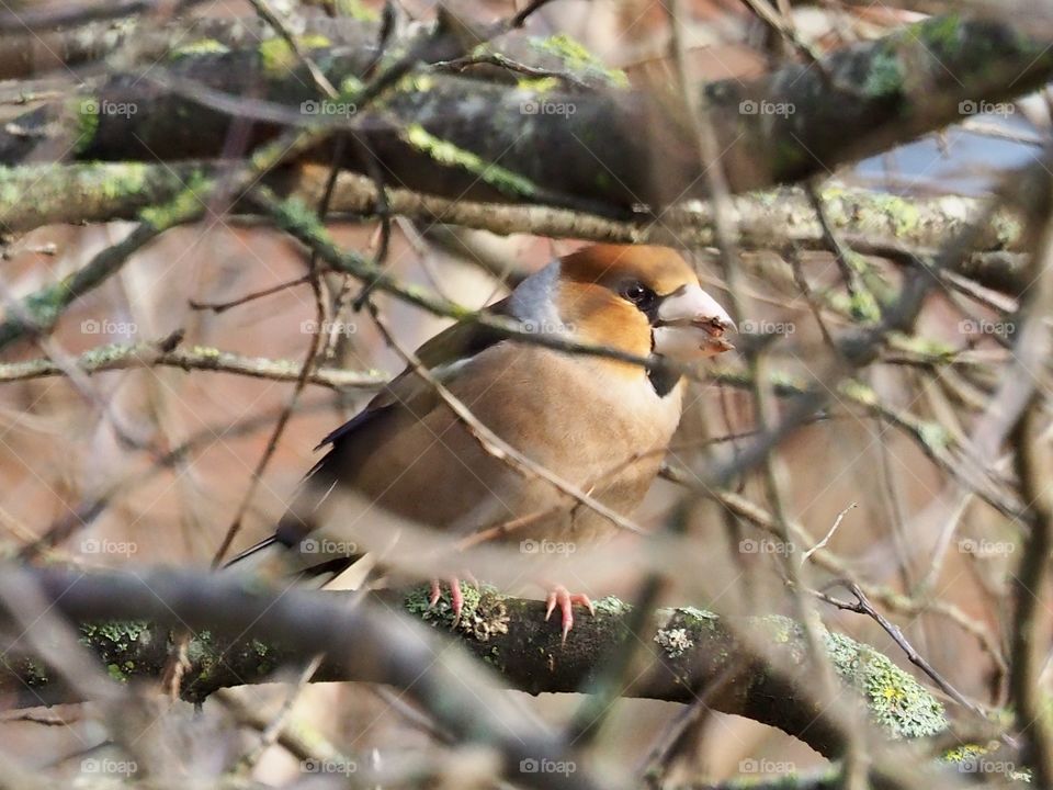 Hawfinch