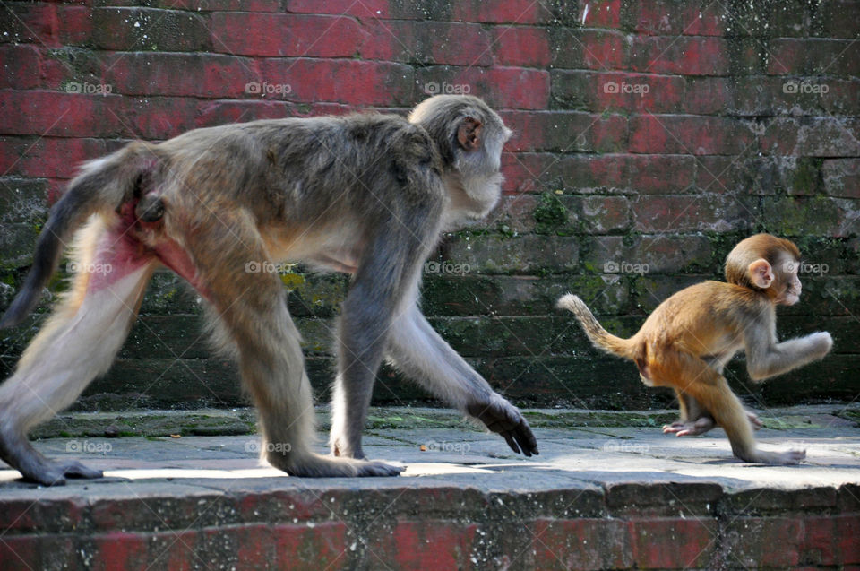 Kathmandu monkeys