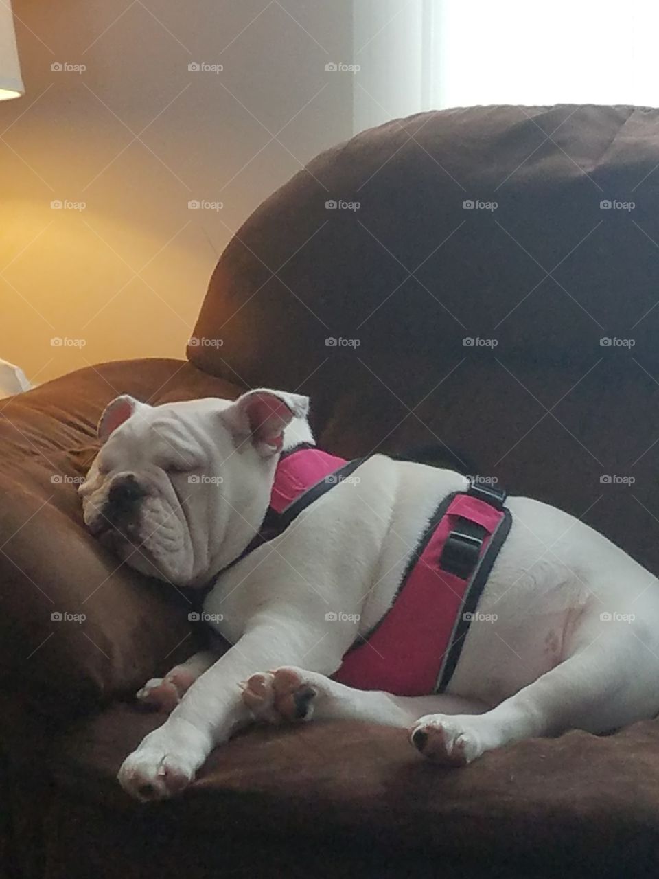 tired Bulldog