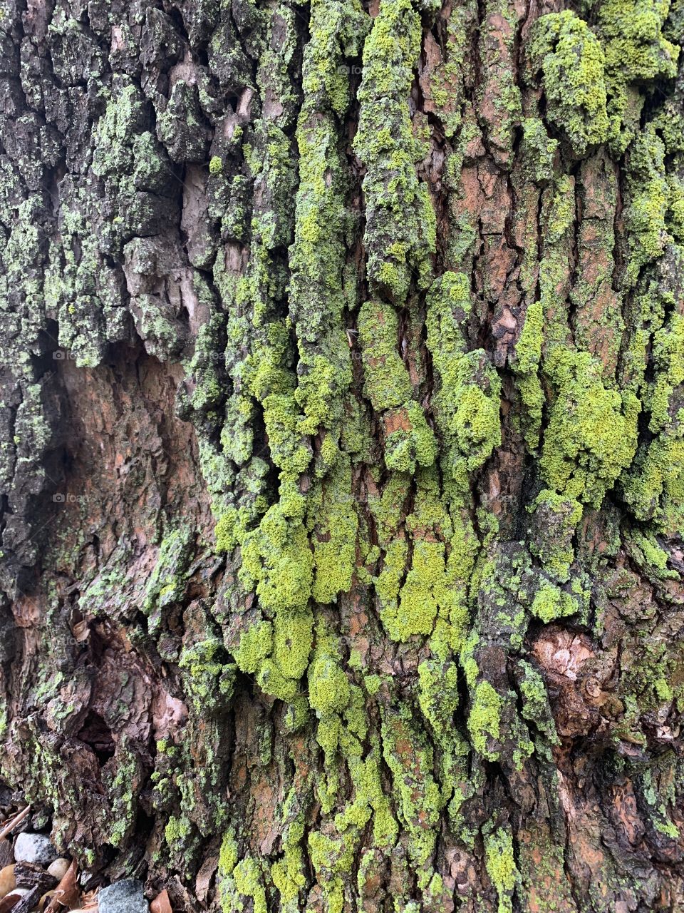 Colorful moss on the jagged bark of a giant Sycamore tree in spring