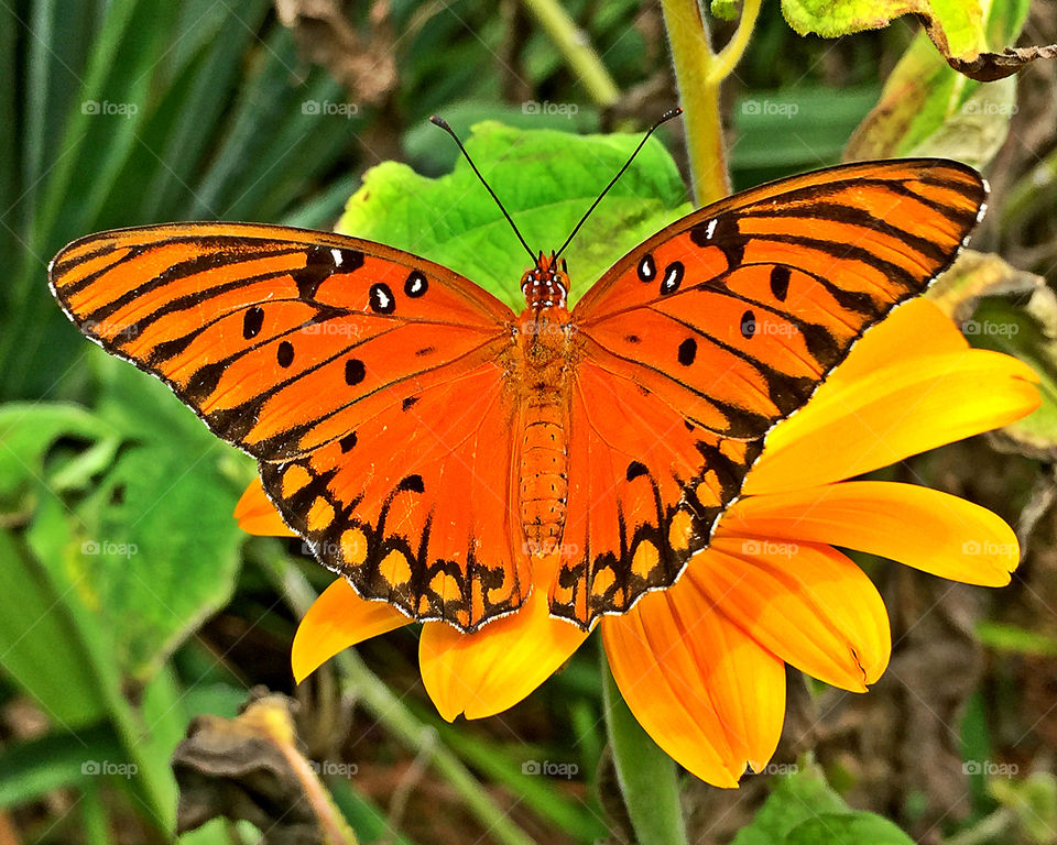 Fashionable Display. This Gulf Fritillary perches on top of the flower and proceeds to enjoy some sweet nectar!