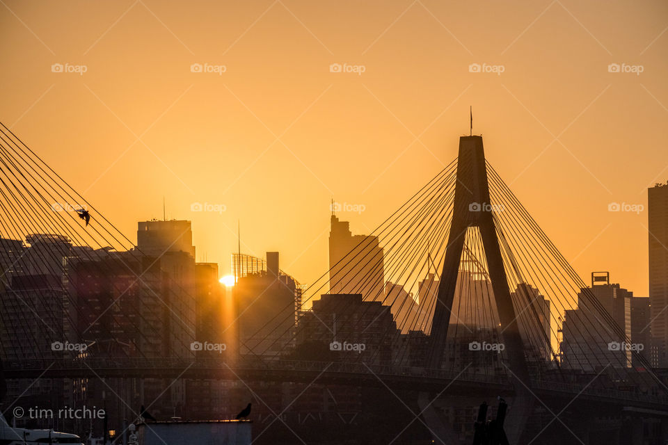 Bird, wire, sunrise. Sydney’s ANZAC Bridge at dawn
