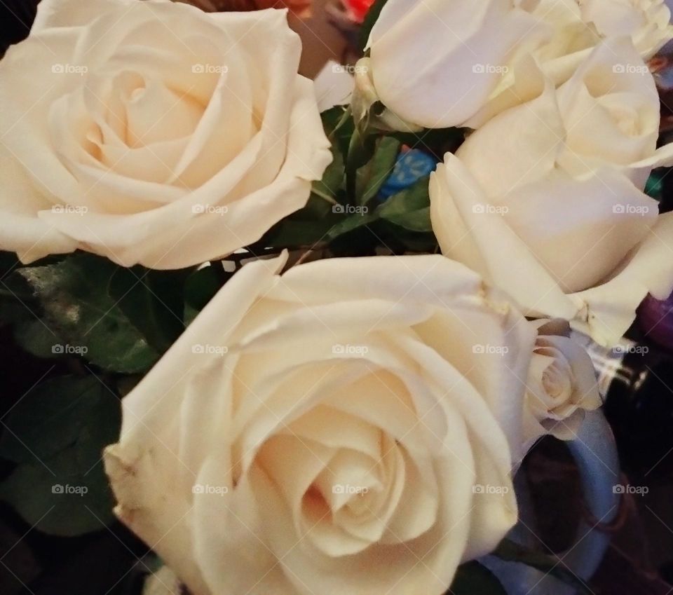 white roses