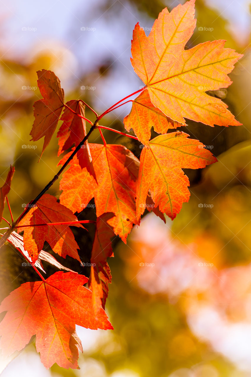 Close-up of autumn tree branch