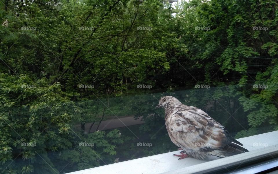 urban birds dove on a window sill street view