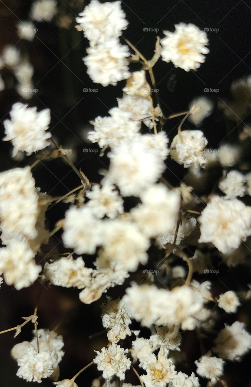 Abstract of Baby's breath