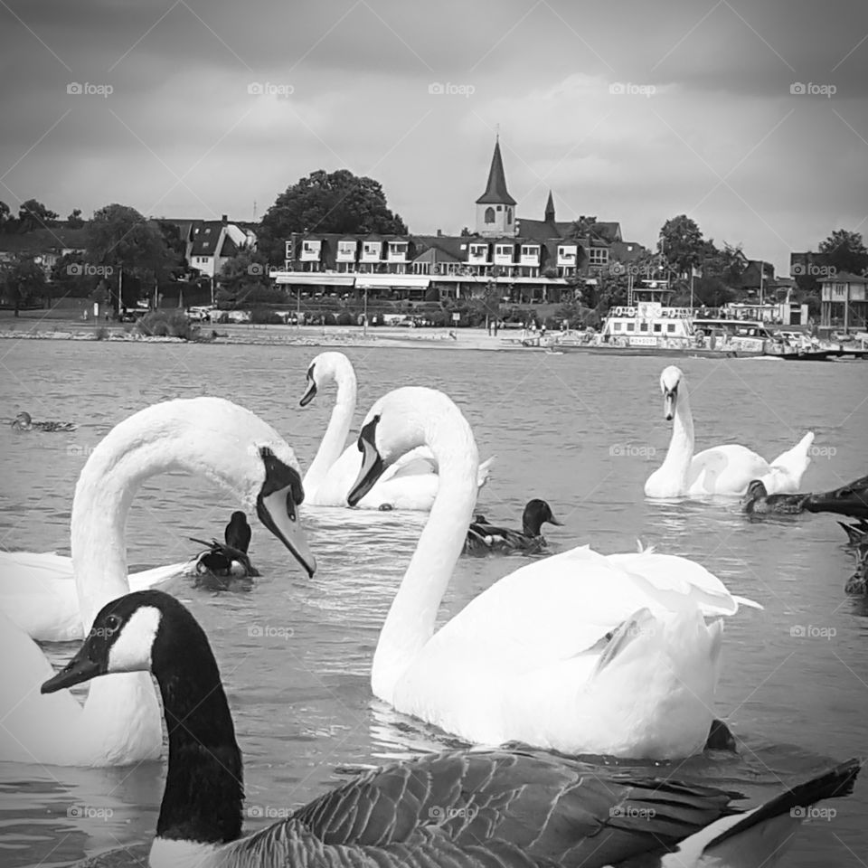 Rhein Graurheindorf Bonn👣