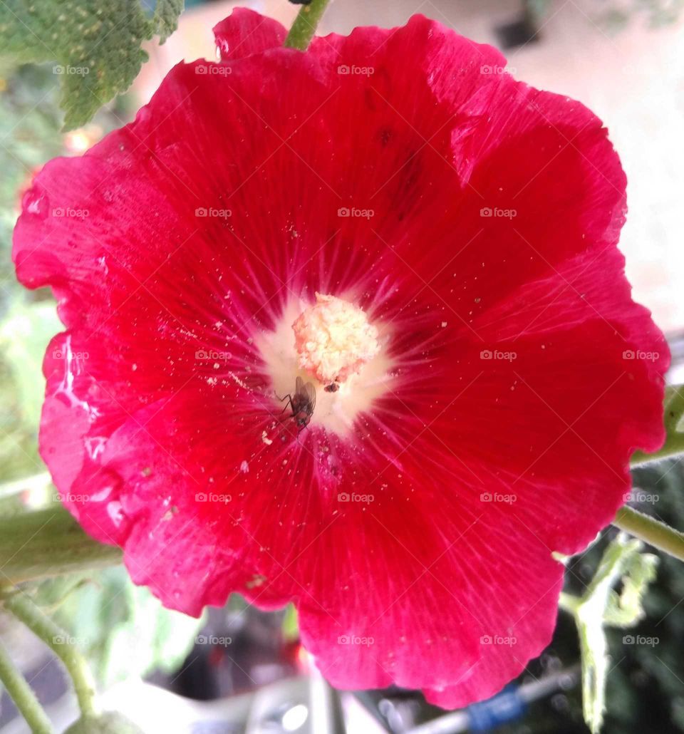 Red flower and the small insect