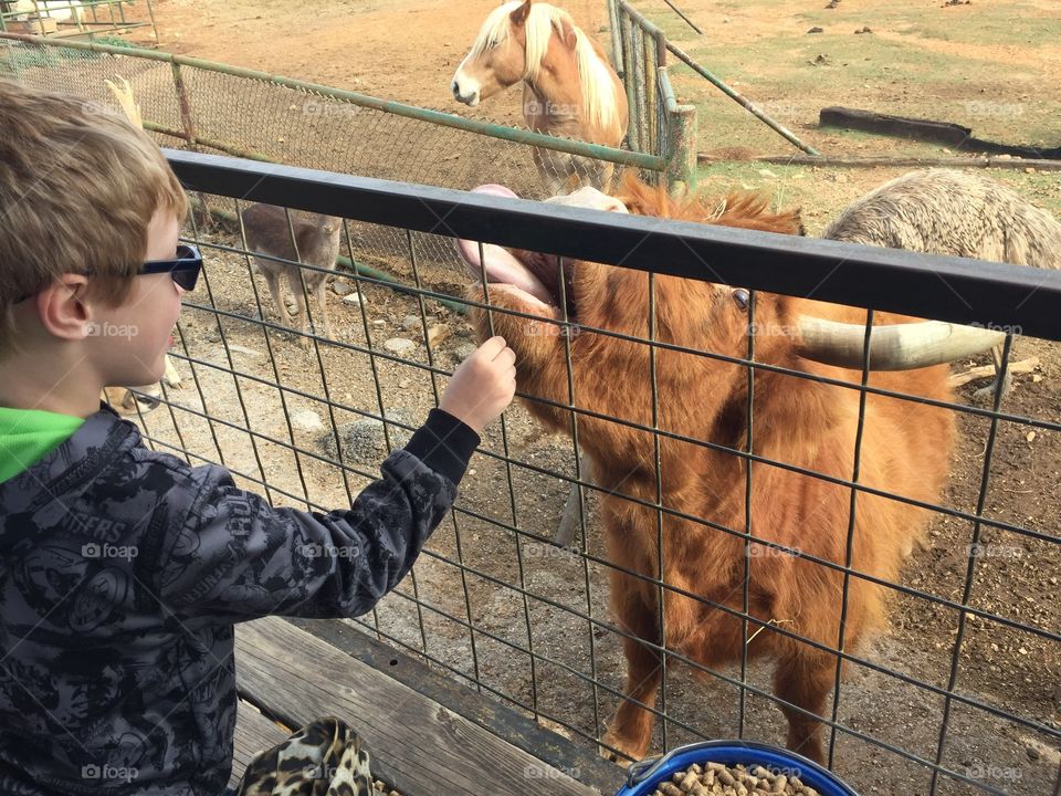 My son feeding a unique bill at the exotic petting zoo