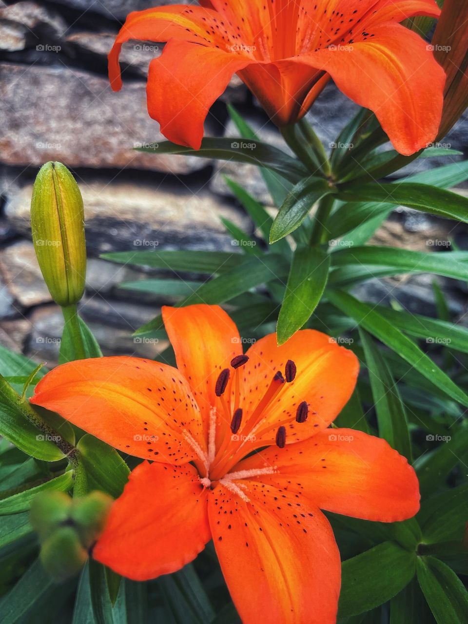 Orange flowers in full bloom 