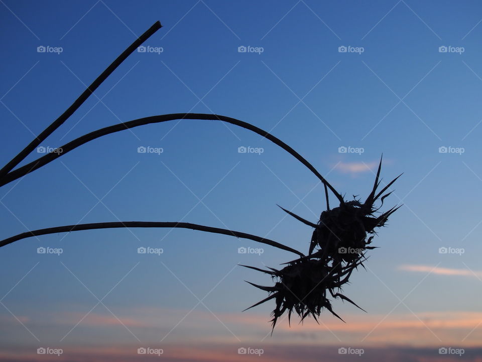 Silhouette of thistle and sunset