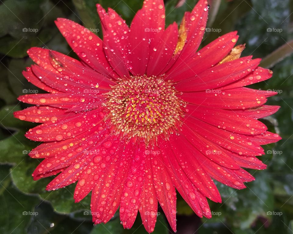 daisy dew