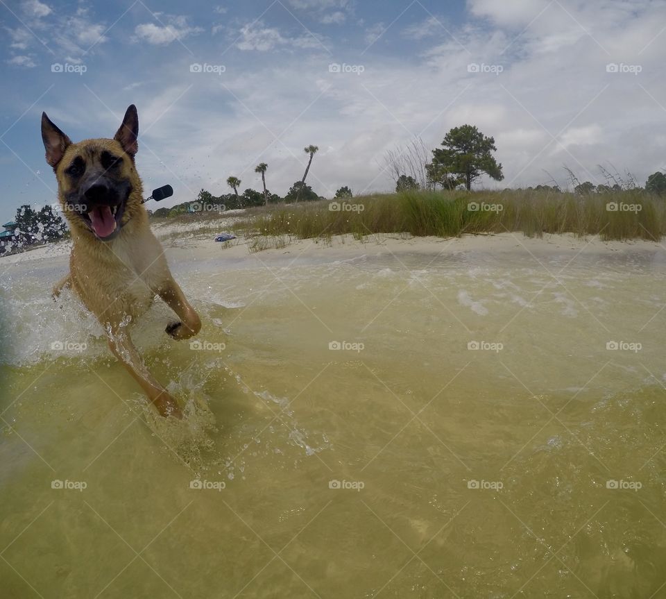 Crazy water dog