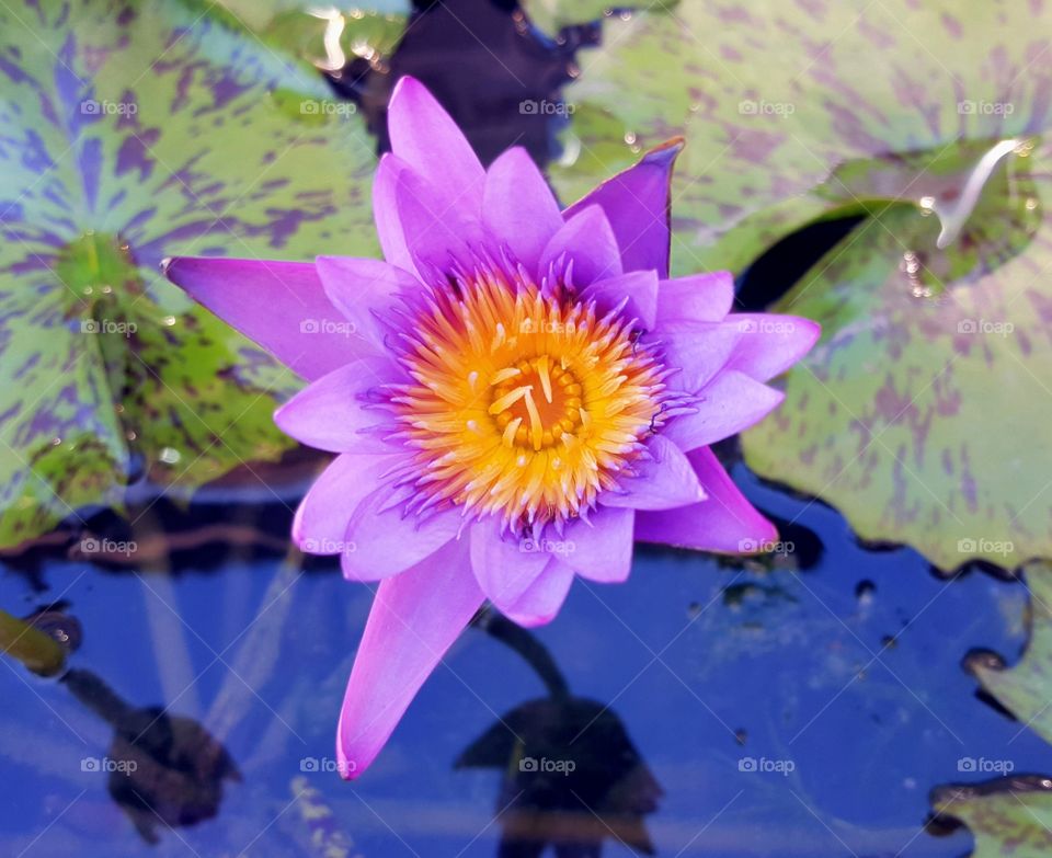 Beautiful flowers everywhere in Thailamd.