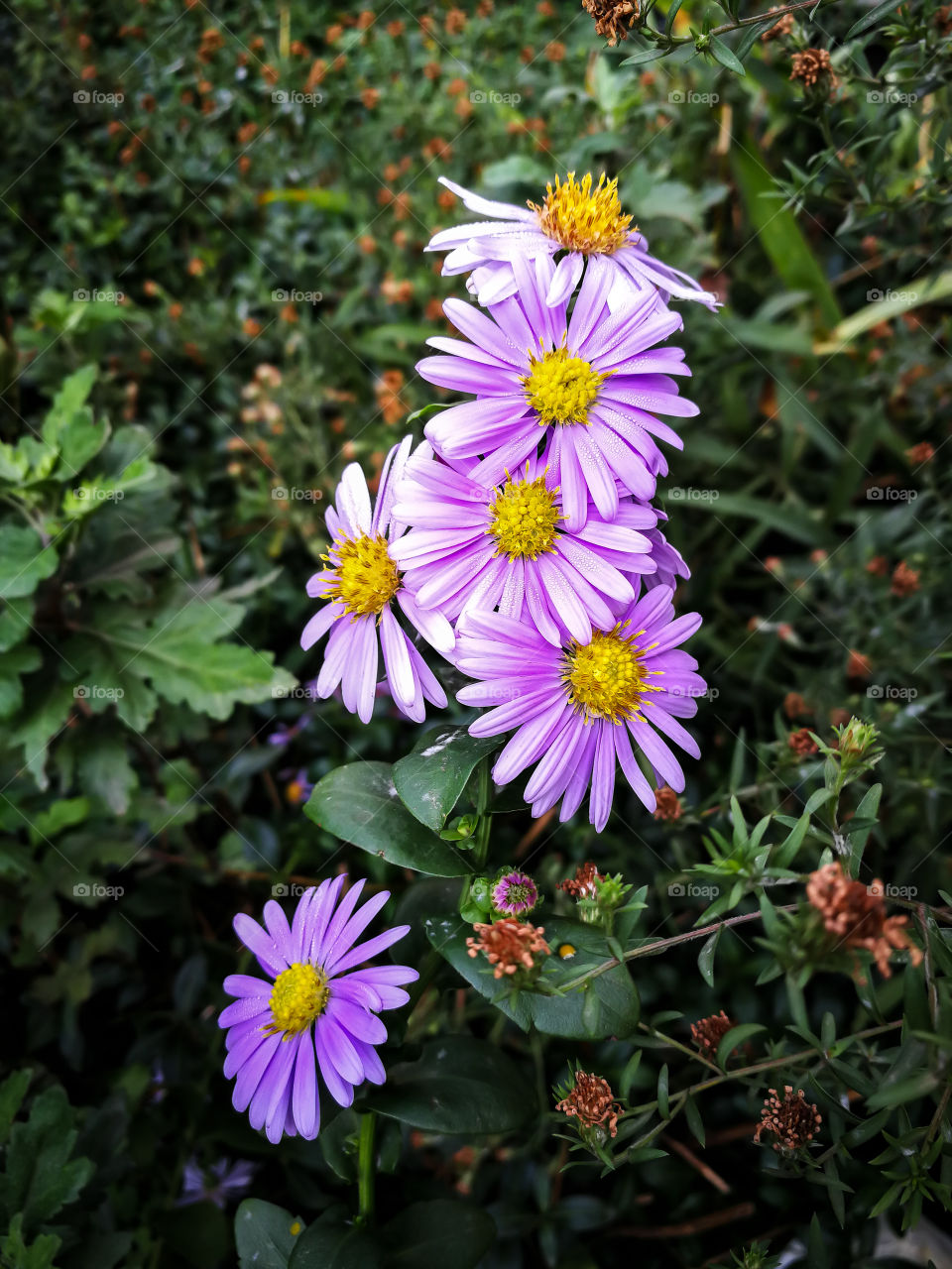Asters Alpine-decoration of any garden.