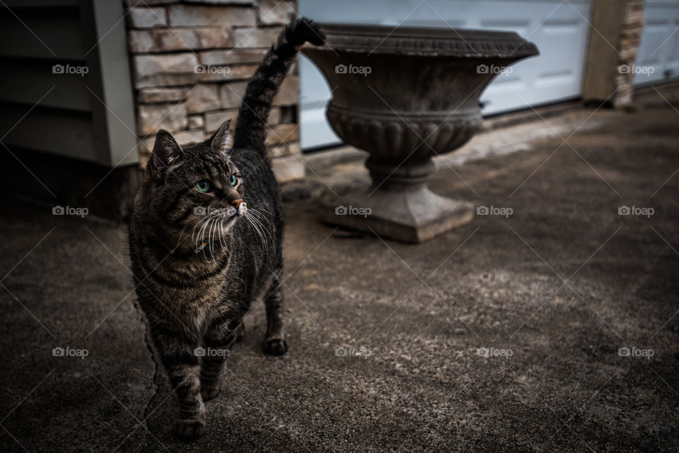 Cat exploring 