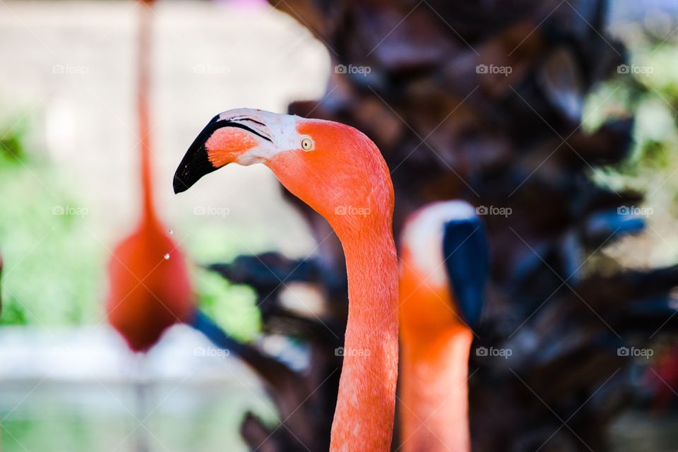 Close-up of a flamingo bird
