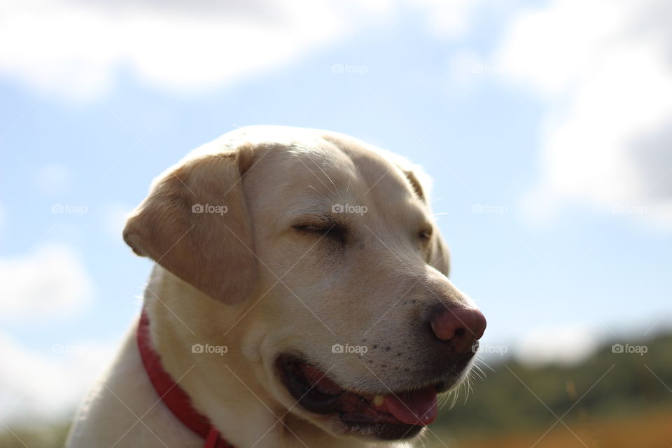 White dog against sky