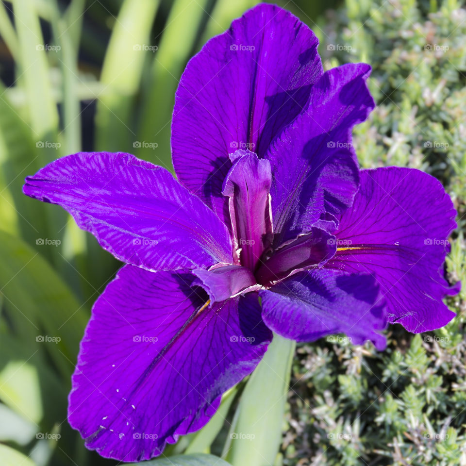 Purple flower