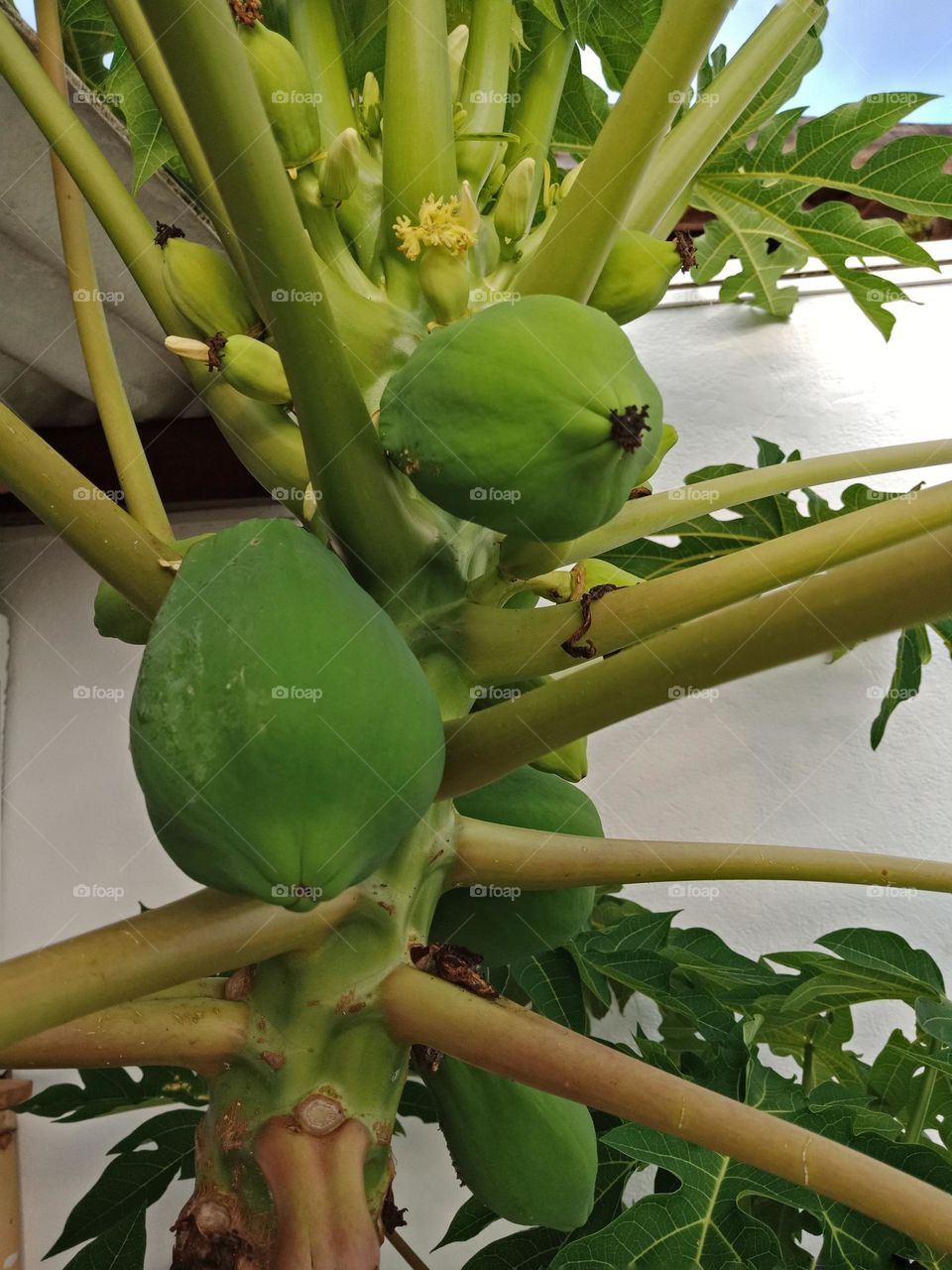 Papaya tree with fruits and flowers