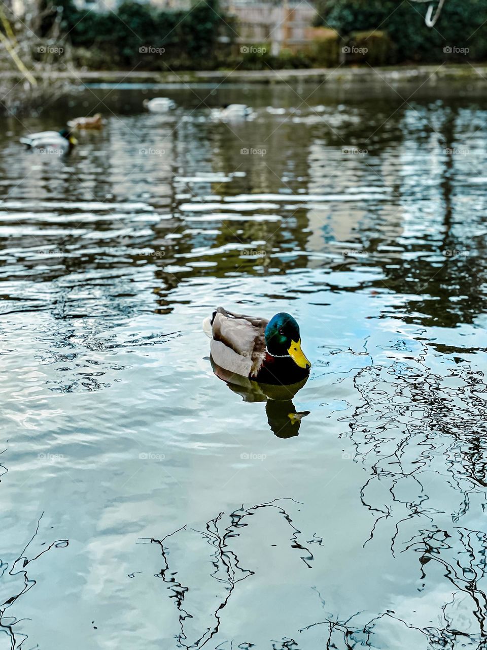 Male duck with green head and yellow beak in calm pond