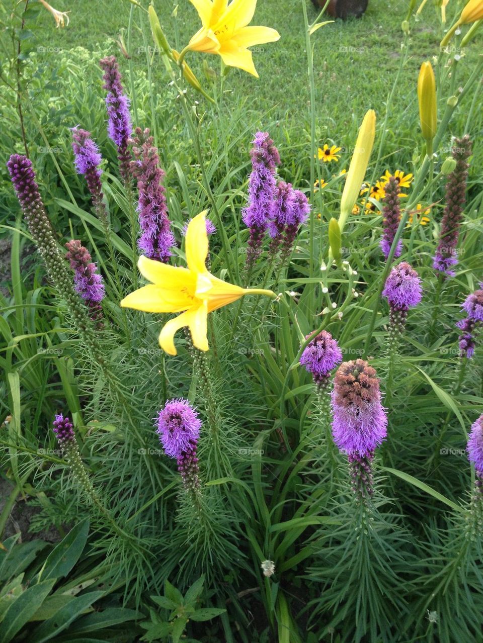 Flowers