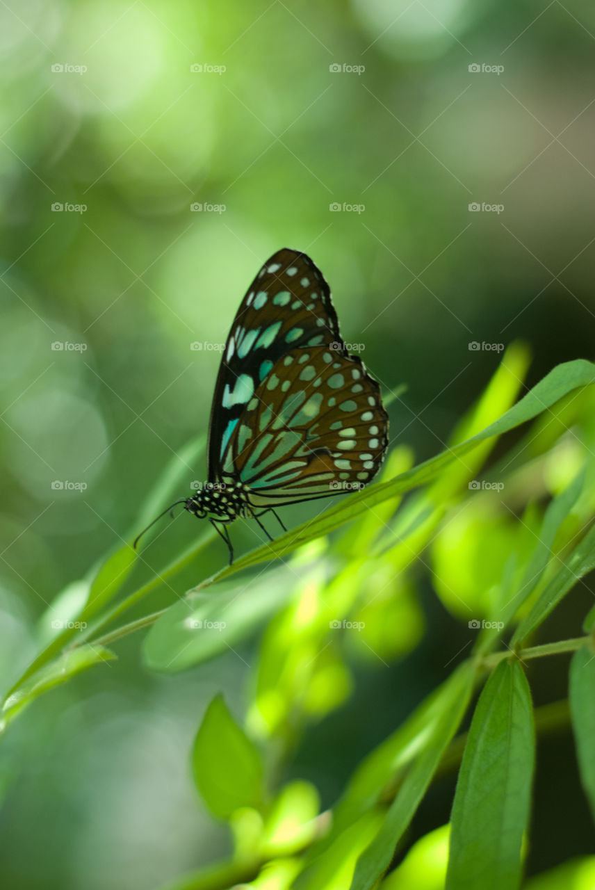 Beautiful Blues Spotted Butterfly on a Leaf