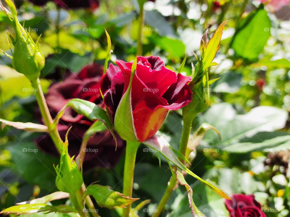 Red Rose in the garden
