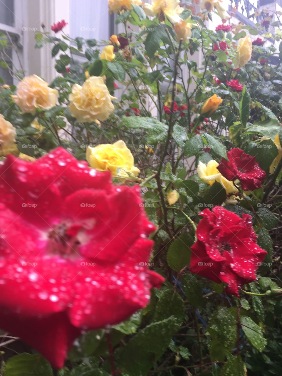 Red flowers wet raindrops 