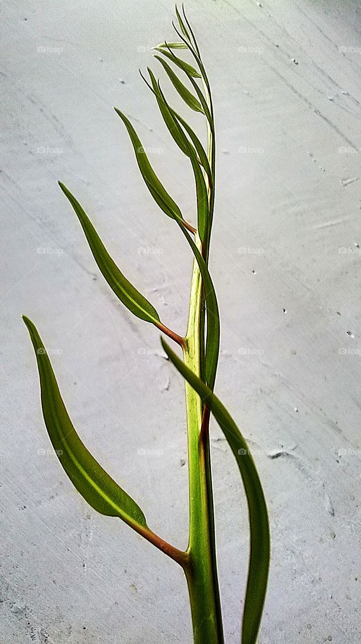plant shoots
