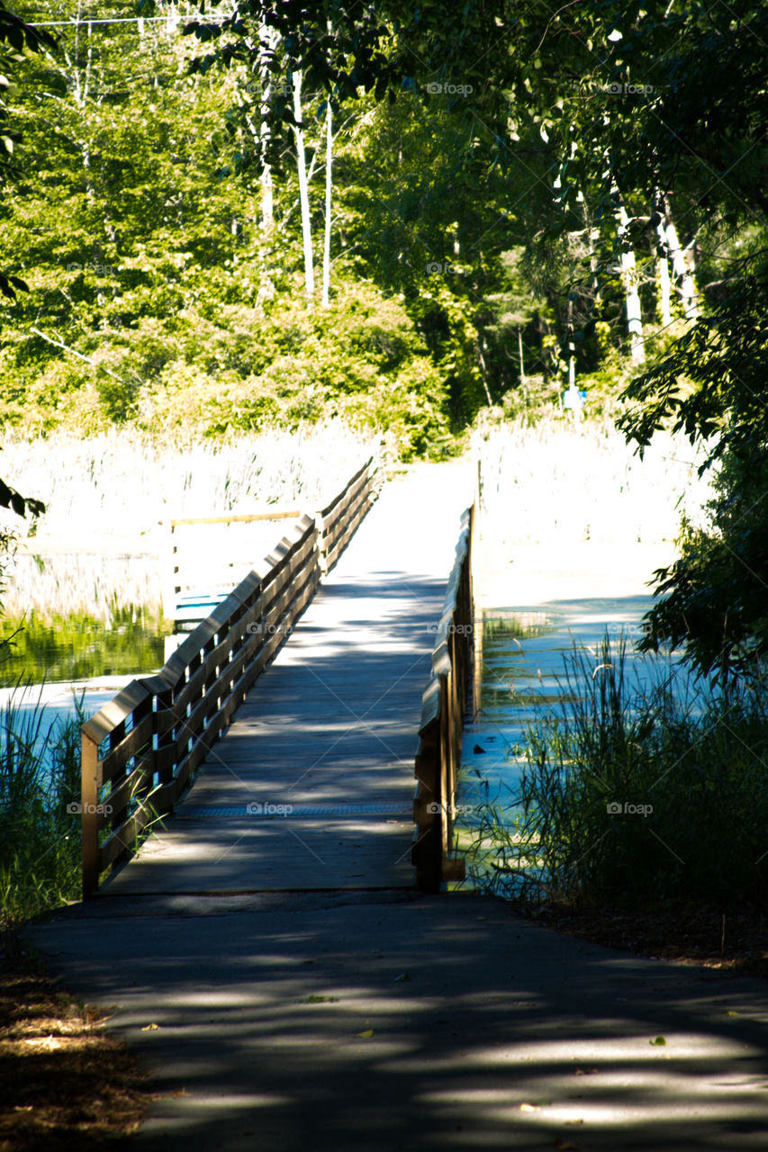 bridge on the lake. nature path 